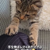 膝に前足を伸ばす子猫