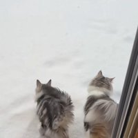 雪が積もったデッキに出る猫達