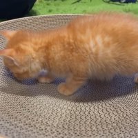 爪とぎに顔を寄せて