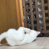 白猫がでんぐり返しする瞬間