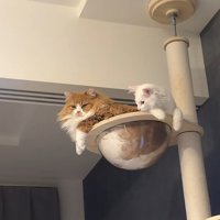クリアボウルに入る猫