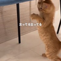 立っている子猫