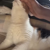 首を伸ばす姿