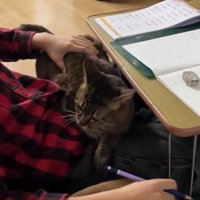 宿題をしている男の子となでられている猫