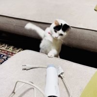 ドライヤーにパンチする三毛猫