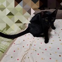 座っている猫