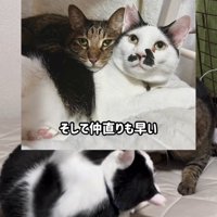 寄り添う2匹