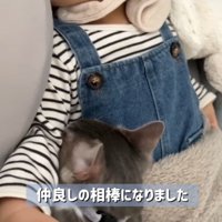 赤ちゃんと一緒に寝る子猫