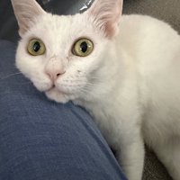 飼い主の膝に顎を乗せて、飼い主をジッと見つめる猫