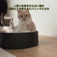 猫用ベッドに座っている猫
