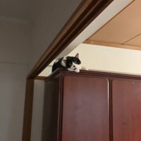 鳴くハチワレ猫