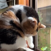 脇腹を毛づくろいする三毛猫さん