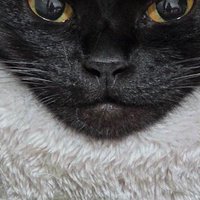 ペット用ベッドの陰になって鋭角に見える猫のあご
