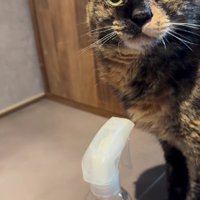 口を閉じている猫