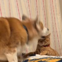 怒る犬