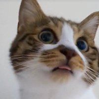 口から舌がはみ出る猫