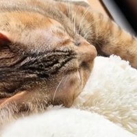 窓辺で眠る麦わら猫