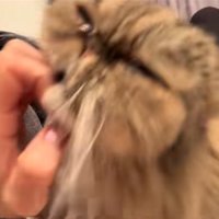 爪に顔をスリスリする猫2