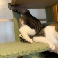 隙間に落ちた猫