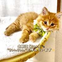 キャットタワーに横になる猫
