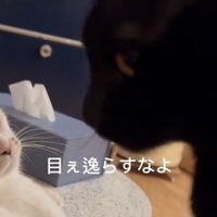 睨む猫