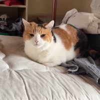 香箱座り