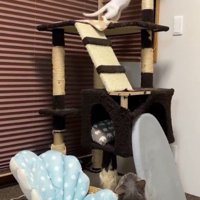 少し離れたところから子猫を見守る兄猫