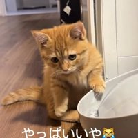 「やっぱいいや」と書かれた写真