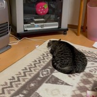 平べったくなる猫