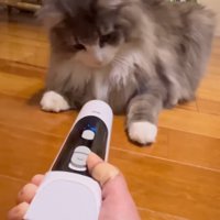 バリカンの前に座る猫