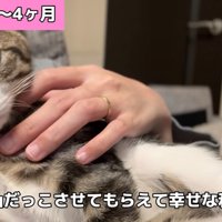 飼い主に甘える子猫