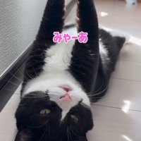 女性を見て声をあげる猫