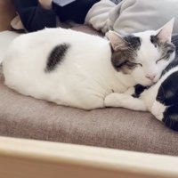 寄り添って眠る2匹の猫ちゃん