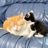 むぎくんとロアちゃんソファの写真