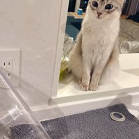 イカ耳の猫