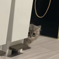 ごみ箱のそばにいるミヌエットの子猫