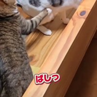 八つ当たりする猫