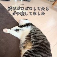 前脚を伸ばして眠る猫