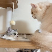 透明ボウルの中で丸くなる猫とじっと見守る長毛猫（クリーム）