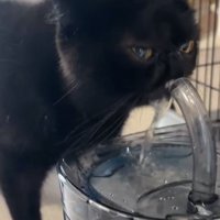 水を勢いよく飲む黒猫