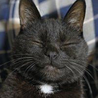 笑っている黒猫の顔