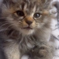 毛布にくるまれた子猫