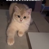 伏せをしたままお出迎えする猫