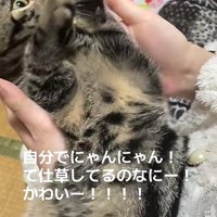 飼い主の顔を見つめながら両前足を前に出している猫