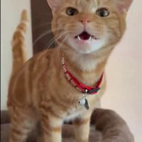 一生懸命鳴く子猫