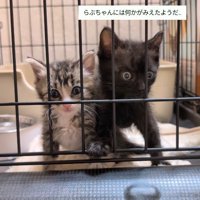 遠くを見つめて動きを止める黒猫