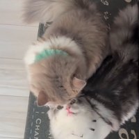 見つめ合う2匹の猫