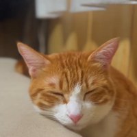 眠る猫