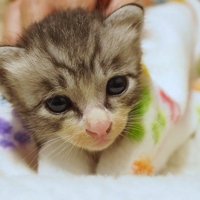 眠そうな表情