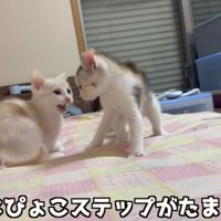 2匹の猫